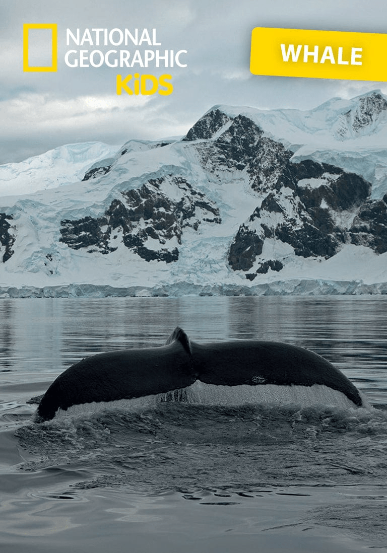 National Geographic Kids: Whale Tonie - Image 2
